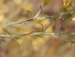 Image of rubber rabbitbrush