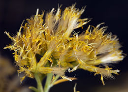 Image of rubber rabbitbrush