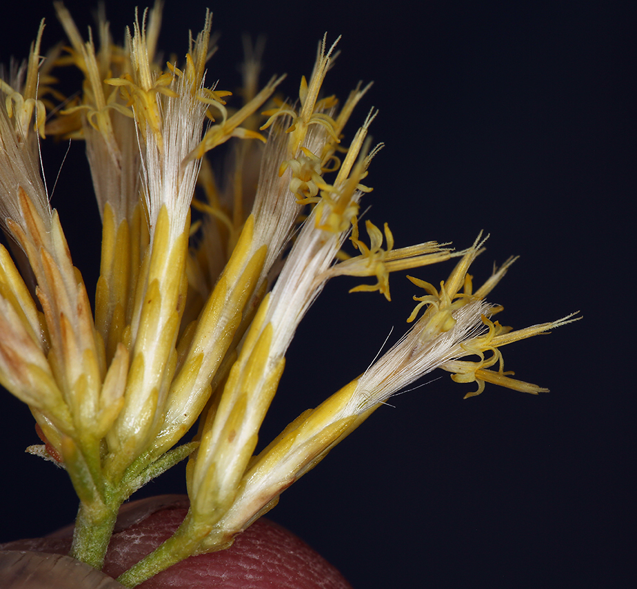 Image of rubber rabbitbrush