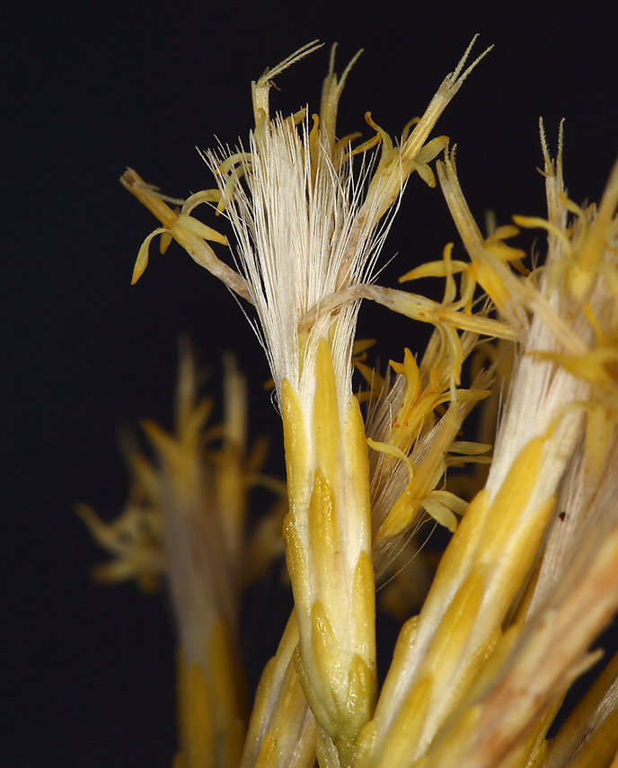 Image of rubber rabbitbrush