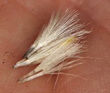 Image of rubber rabbitbrush