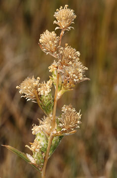 Imagem de Pyrrocoma racemosa var. sessiliflora (E. Greene) Mayes ex G. K. Brown & D. J. Keil