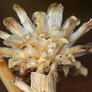 Imagem de Pyrrocoma racemosa var. sessiliflora (E. Greene) Mayes ex G. K. Brown & D. J. Keil