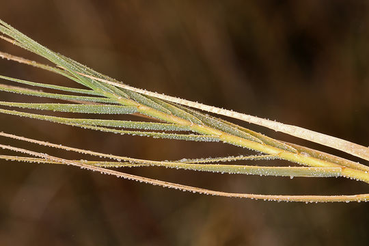 Image of saltgrass