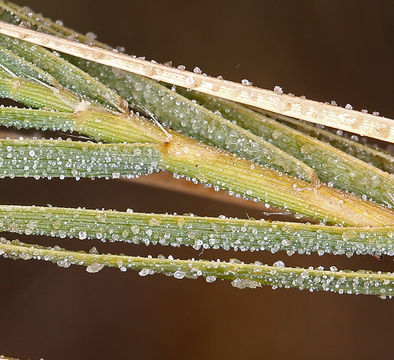 Image of saltgrass