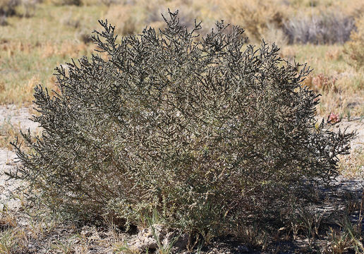 Image of Shrubby Seepweed