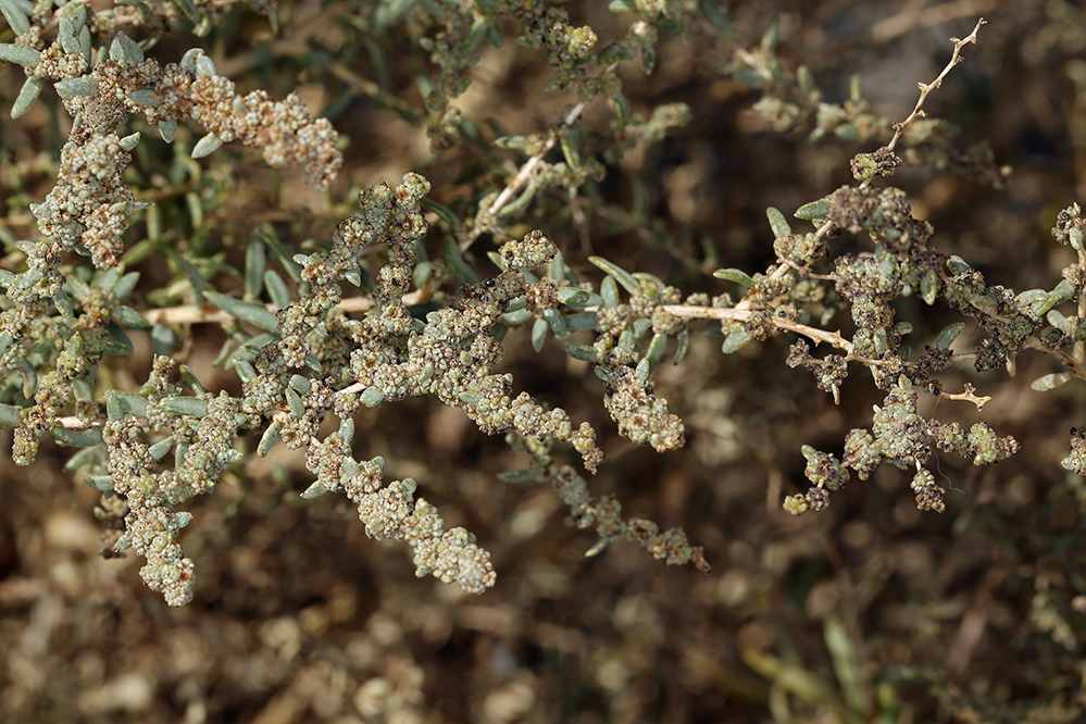 Image of Shrubby Seepweed