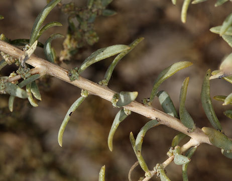 Image of Shrubby Seepweed