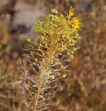 Image of twisted cleomella