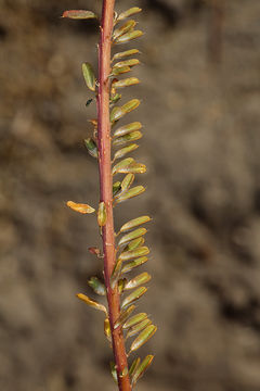 Image of twisted cleomella