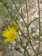 Image of Wright's snakeweed