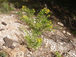 Image de Solidago wrightii A. Gray