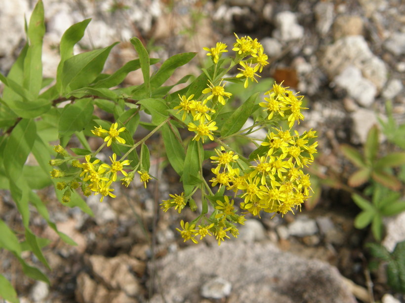 Image de Solidago wrightii A. Gray