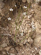 Image of Linum pringlei S. Wats.