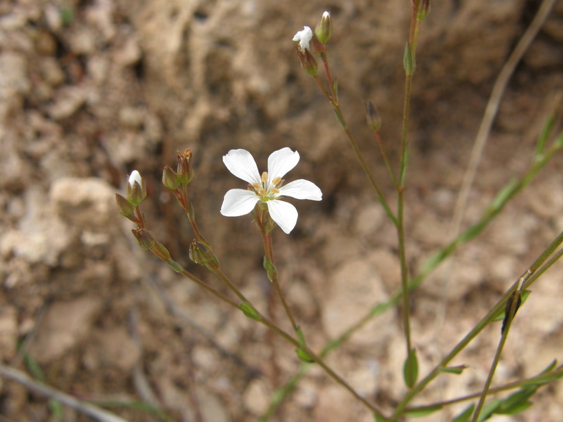 Image of Linum pringlei S. Wats.