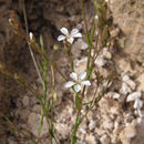 Image of Linum pringlei S. Wats.