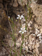 Image of Linum pringlei S. Wats.