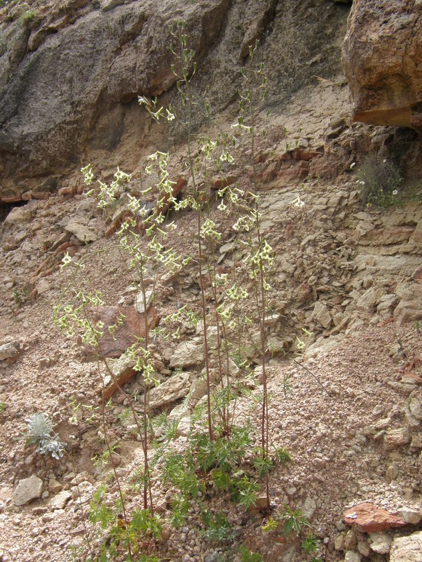 Image of Delphinium viride S. Wats.