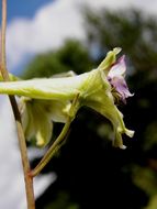 Image of Delphinium viride S. Wats.