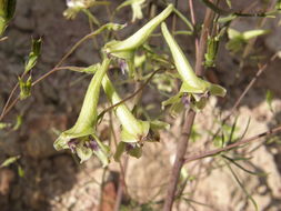 Image of Delphinium viride S. Wats.