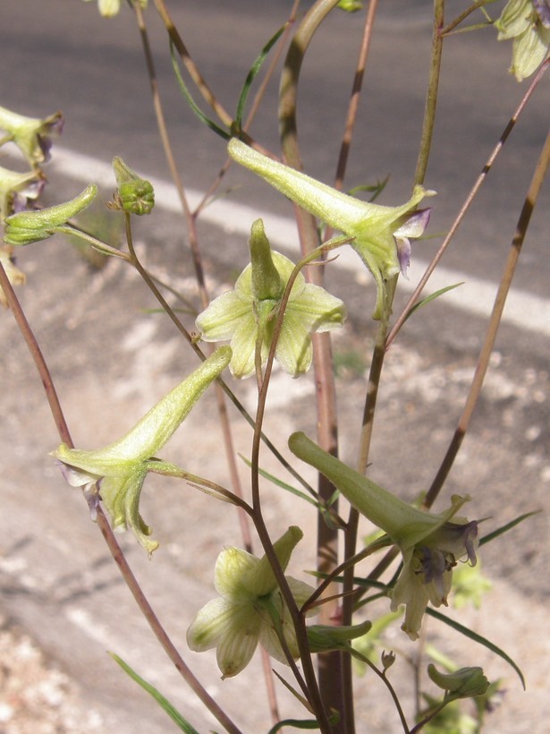 Image of Delphinium viride S. Wats.