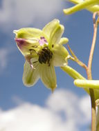 Image of Delphinium viride S. Wats.