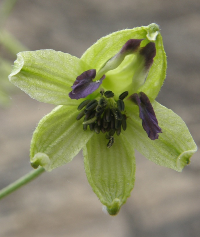 Image of Delphinium viride S. Wats.