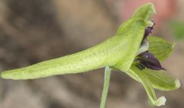 Image of Delphinium viride S. Wats.