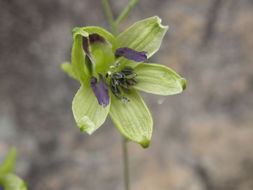 Image of Delphinium viride S. Wats.