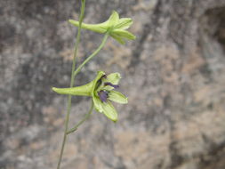 Image of Delphinium viride S. Wats.