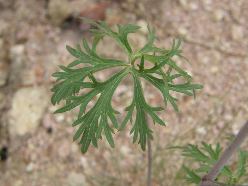 Image of Delphinium viride S. Wats.