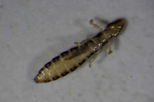 Image of sucking louse