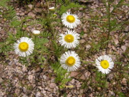 Image of Chihuahuan fleabane