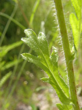 Image of Chihuahuan fleabane