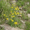 Image de Heliopsis parvifolia A. Gray