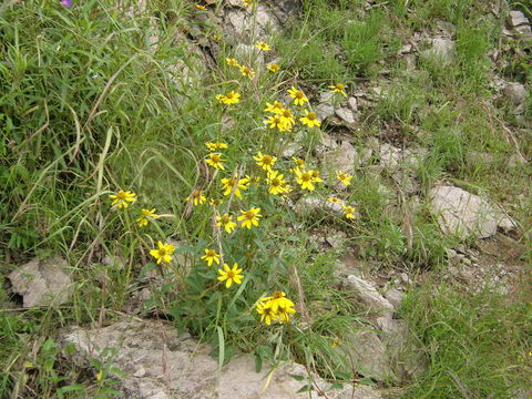 Image de Heliopsis parvifolia A. Gray