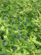 Image of Dalea obreniformis (Rydb.) Barneby