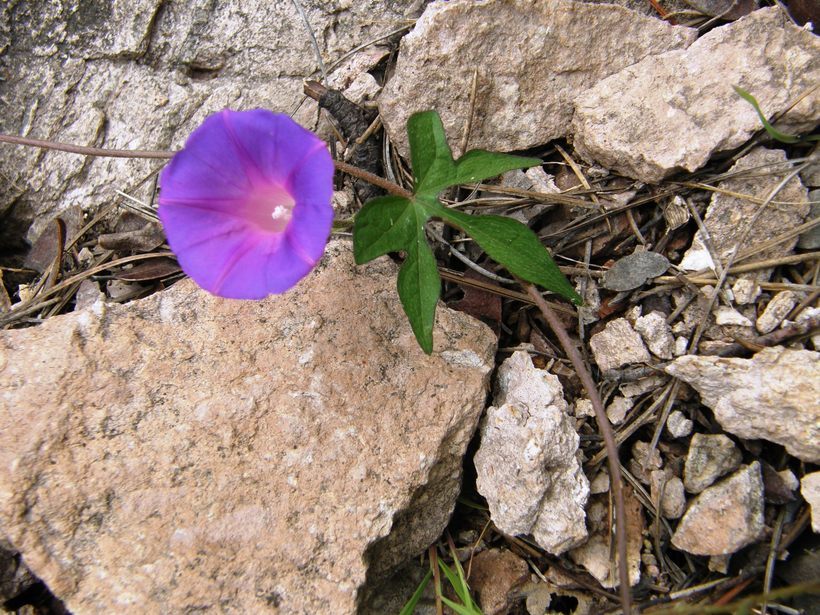 Image of tall morning-glory