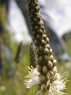 Image of whiteflower prairie clover