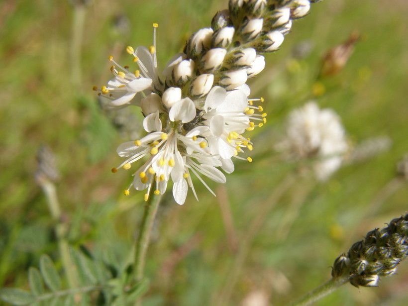 Image of whiteflower prairie clover