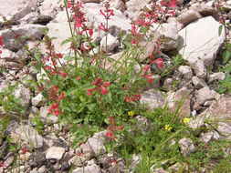 Stachys coccinea Ortega resmi