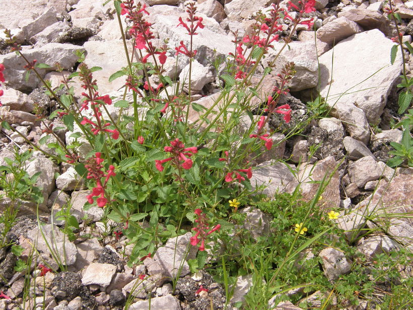 Image of scarlet hedgenettle