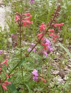 Stachys coccinea Ortega resmi