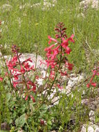 Stachys coccinea Ortega resmi