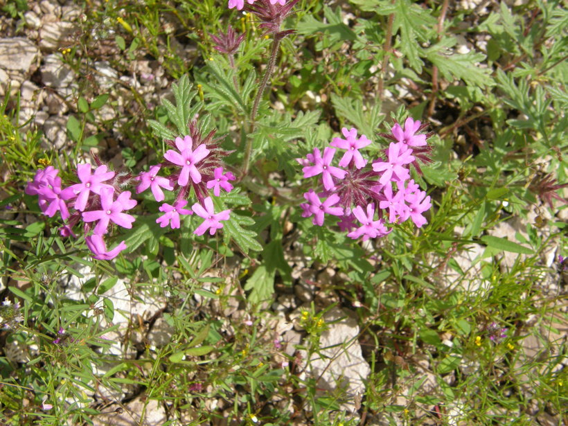 Imagem de Glandularia elegans (Kunth) Umber