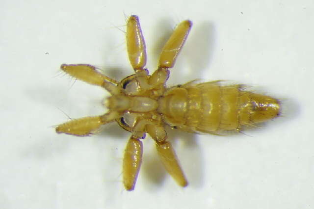 Image of Nycteribia