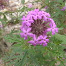 Image of mountain mock vervain