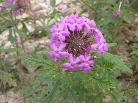 Image of mountain mock vervain