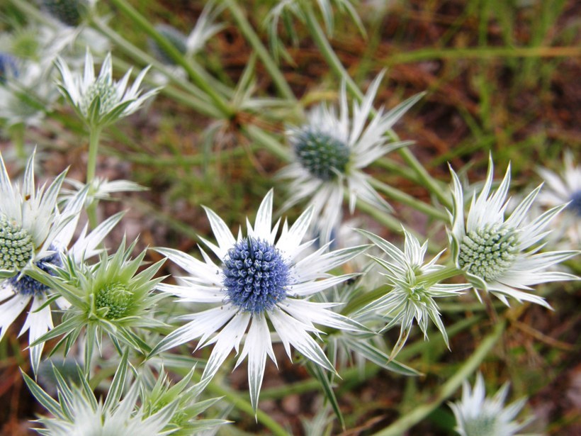 Eryngium heterophyllum Engelm. resmi