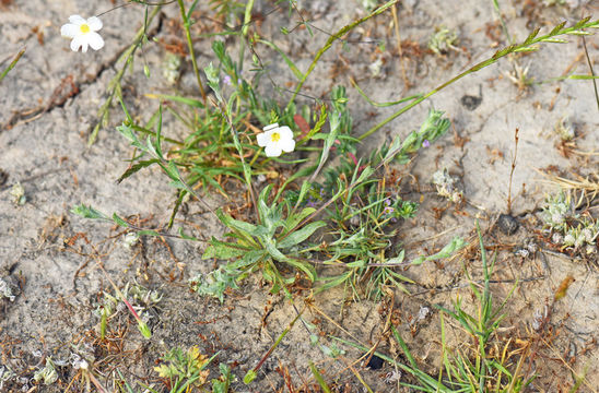 Lessingia hololeuca Greene resmi